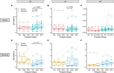 Induction of Functional Specific Antibodies, IgG-Secreting Plasmablasts and Memory B Cells Following BCG Vaccination